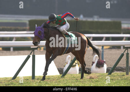 Kyoto, Japan. 1st Feb, 2015. Am Ball Bleiben (Ken Tanaka) Horse Racing : Am Ball Bleiben ridden by Ken Tanaka wins the Silk Road Stakes at Kyoto Racecourse in Kyoto, Japan . © Eiichi Yamane/AFLO/Alamy Live News Stock Photo