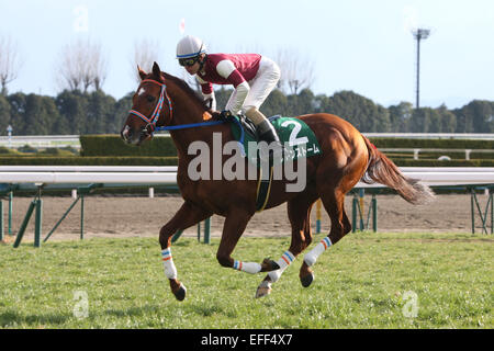 Kyoto, Japan. 1st Feb, 2015. Sudden Storm (Yusaku Kokubun) Horse Racing : Sudden Storm ridden by Yusaku Kokubun before the Silk Road Stakes at Kyoto Racecourse in Kyoto, Japan . © Eiichi Yamane/AFLO/Alamy Live News Stock Photo