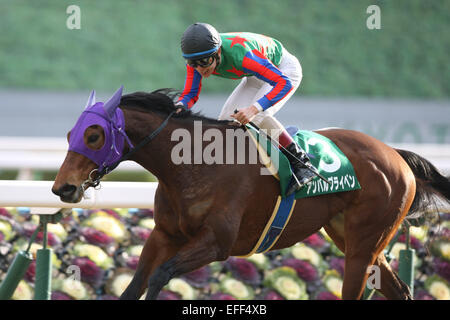 Kyoto, Japan. 1st Feb, 2015. Am Ball Bleiben (Ken Tanaka) Horse Racing : Am Ball Bleiben ridden by Ken Tanaka wins the Silk Road Stakes at Kyoto Racecourse in Kyoto, Japan . © Eiichi Yamane/AFLO/Alamy Live News Stock Photo