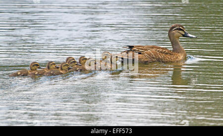 Pacific black duck, Anas superciliosa, with eight chicks paddling in line behind her on water of lake in Australia Stock Photo