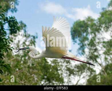 Australian great egret, Ardea modesta, in flight with stick for nest in beak, against background of trees and blue sky Stock Photo