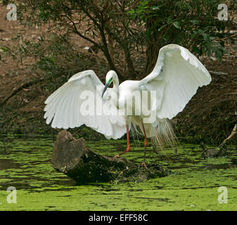 Australian great egret, Ardea modesta, on log in water of wetlands, with huge wings spread out in spectacular display Stock Photo