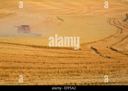 Combines harvesting grain during August in the golden fields of the Palouse region of Washington. USA Stock Photo