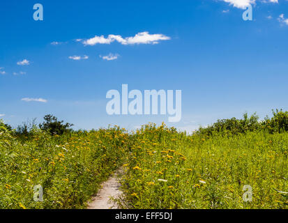 Path through grass and wildflowers against blue sky in summer. Stock Photo