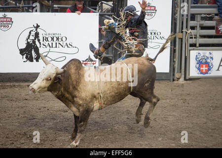 A Bucking Bull- A young bull bumps off his rider whilst glancing back...CaRodeo PBR Salinas Stock Photo