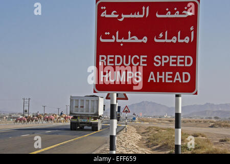 Road sign near camel crossing at Al-Malagit racetrack, Abu Dhabi, UAE Stock Photo