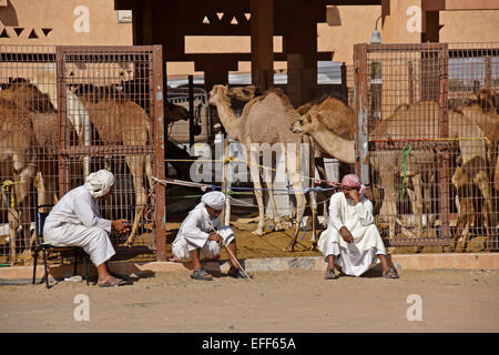 Men selling camels for meat at camel market, Al-Ain, Abu Dhabi, United Arab Emirates Stock Photo