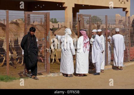 Men buying camels for meat at camel market, Al-Ain, Abu Dhabi, United Arab Emirates Stock Photo