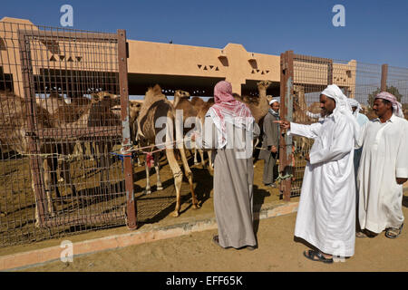 Men buying camels for meat at camel market, Al-Ain, Abu Dhabi, United Arab Emirates Stock Photo