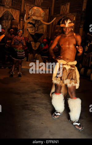 People, young adult male dancer, culture, traditional Zulu dress, solo love dance, Shakaland theme village, KwaZulu-Natal, South Africa Stock Photo