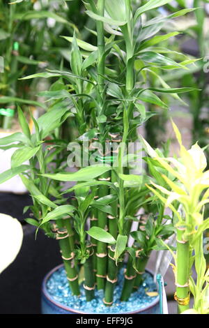 Dracaena braunii, Lucky Bamboo, Dracaena sanderiana Plant Stock Photo