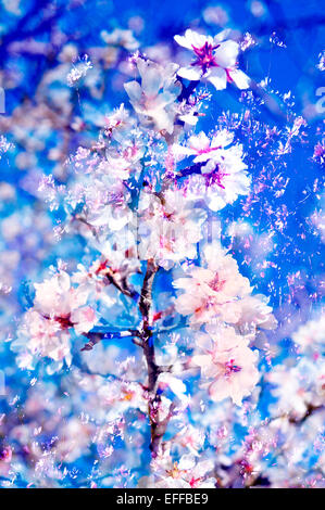 double exposure of almond trees in full bloom Stock Photo