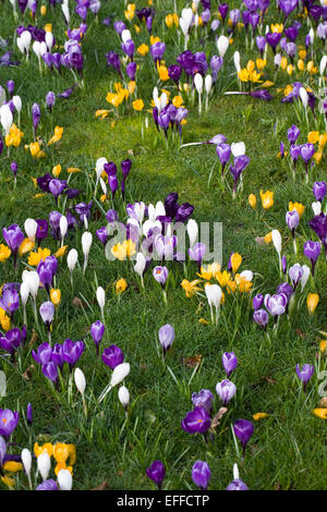 Spring crocuses growing in grassland. Stock Photo