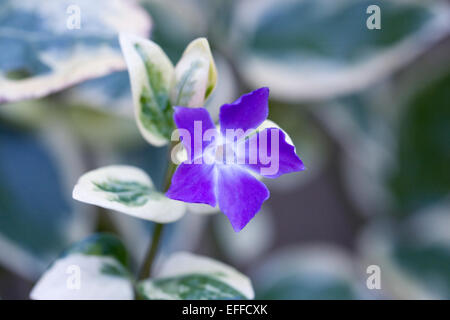 Vinca major. Greater periwinkle flower. Stock Photo