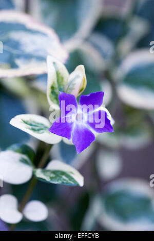 Vinca major. Greater periwinkle flower. Stock Photo