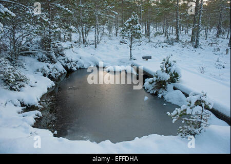 A frozen dragonfly pool in winter home of the rare White Faced Darter in Strathspey, Scottish Highlands. SCO 9522. Stock Photo