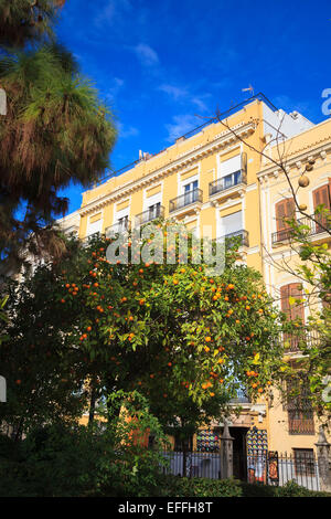 Apartment houses behind a fruiting orange tree in the centre of Valencia Stock Photo