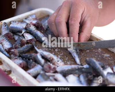 Fisherman preparing sardines for fishing Stock Photo