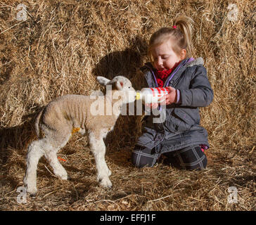 Southport, Burscough, Lancashire, UK. 3rd February, 2015.   Lambing Season at Windmill Animal Farm.  2 year old Madison Slinger is bottle feeding a one day old lamb.   Animals at the farm are usually scheduled to give birth around the school half-term in two weeks time, but some are born early and can result in casualties, as in this case where the twin died. The Farm was first opened to the public in 1992, it offers visitors the chance to experience the everyday running of a working farm while still having the chance to watch, feed, touch and the animals. Stock Photo