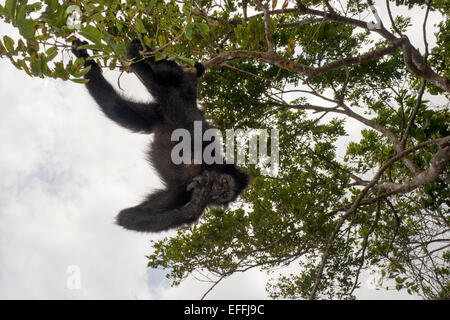 Spider monkey at Villagers of the Native Indian Embera Tribe, Embera Village, Panama. Panama Embera people Indian Village Indige Stock Photo