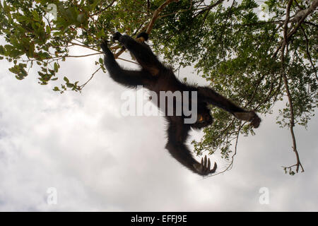 Spider monkey at Villagers of the Native Indian Embera Tribe, Embera Village, Panama. Panama Embera people Indian Village Indige Stock Photo