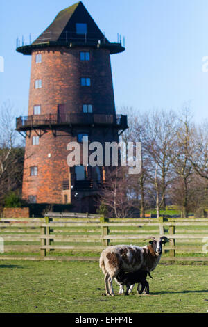 Converted Windmill in Southport, Merseyside, UK. 3rd February, 2015.  Lambing Season at Windmill Animal Farm.   Jacob Sheep with new born black lamb.  Animals at the farm are usually scheduled to give birth around the school half-term in two weeks time as an attraction for children. Stock Photo