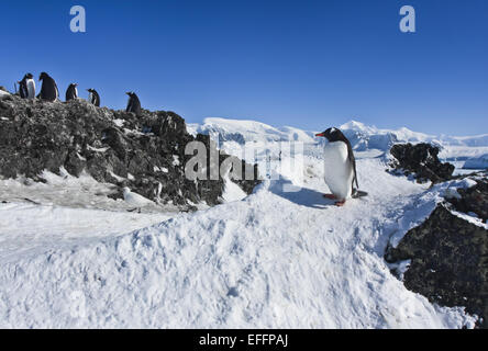 group of penguins Stock Photo