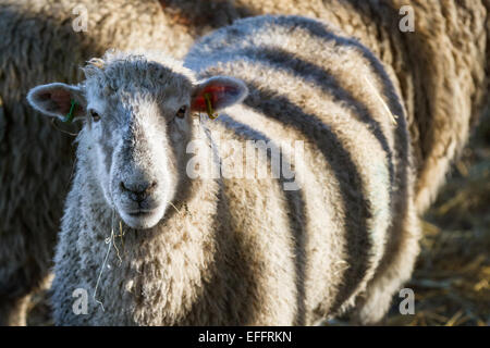 Southport, Merseyside, UK. 3rd February, 2015.   Strange funny Zebra stripy Sheep, seen in Southport. This Texel Mule appears to have stripes as it stands in sunshine inside a barn. Stock Photo