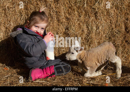 Southport, Burscough, Lancashire, UK. 3rd February, 2015.   Lambing Season at Windmill Animal Farm.  2 year old Madison Slinger is bottle feeding a one day old lamb.   Animals at the farm are usually scheduled to give birth around the school half-term in two weeks time, but some are born early and can result in casualties, as in this case where the twin died. The Farm was first opened to the public in 1992, it offers visitors the chance to experience the everyday running of a working farm while still having the chance to watch, feed, touch and the animals. Stock Photo