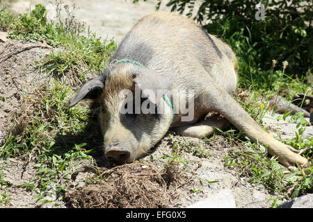 A pig lying in mud on a farm in Cotacachi, Ecuador Stock Photo