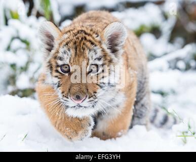 Eberswalde, Germany. 31st Jan, 2015. Dragan, the small Siberian tiger, also known as an Amur tiger, walks through the fresh snow in his enclosure at the zoo in Eberswalde, Germany, 31 January 2015. Photo: Patrick Pleul/dpa - NO WIRE SERVICE -/dpa/Alamy Live News Stock Photo