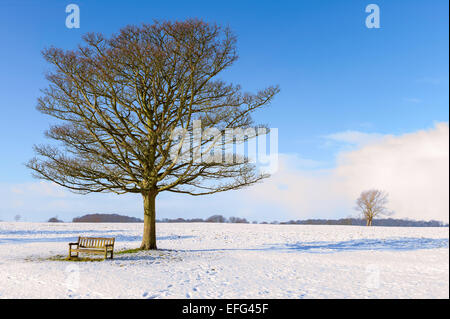 Beverley Westwood following a snow storm with the Black Monument in the background in Beverley, Yorkshire, UK. Stock Photo