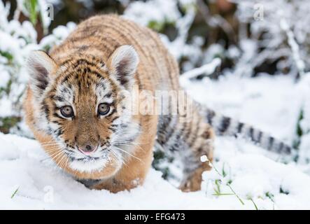 Eberswalde, Germany. 31st Jan, 2015. Dragan, the small Siberian tiger, also known as an Amur tiger, walks through the fresh snow in his enclosure at the zoo in Eberswalde, Germany, 31 January 2015. Photo: Patrick Pleul/dpa - NO WIRE SERVICE -/dpa/Alamy Live News Stock Photo