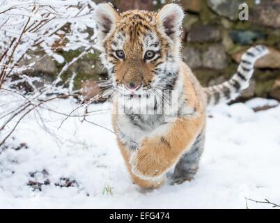 Eberswalde, Germany. 31st Jan, 2015. Dragan, the small Siberian tiger, also known as an Amur tiger, walks through the fresh snow in his enclosure at the zoo in Eberswalde, Germany, 31 January 2015. Photo: Patrick Pleul/dpa - NO WIRE SERVICE -/dpa/Alamy Live News Stock Photo