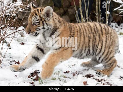 Eberswalde, Germany. 31st Jan, 2015. Dragan, the small Siberian tiger, also known as an Amur tiger, walks through the fresh snow in his enclosure at the zoo in Eberswalde, Germany, 31 January 2015. Photo: Patrick Pleul/dpa - NO WIRE SERVICE -/dpa/Alamy Live News Stock Photo