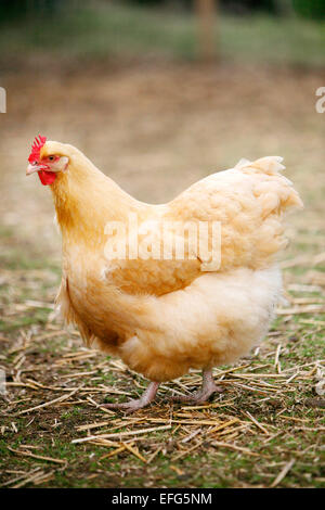 Buff orpington free range chicken in farmyard Stock Photo