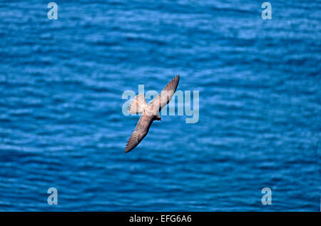 Eleonora's Falcon (Falco eleonorae) in flight over the sea Stock Photo