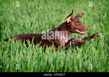 German pointer dog running and leaping through wheat field Stock Photo