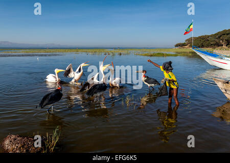 A Local Boy Feeds Marabou Storks and Pelicans With Fish Pieces, Lake Hawassa, Hawassa, Ethiopia Stock Photo