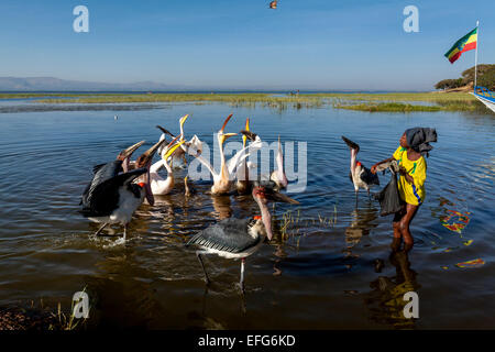 A Local Boy Feeds Marabou Storks and Pelicans With Fish Pieces, Lake Hawassa, Hawassa, Ethiopia Stock Photo