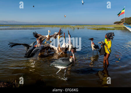 A Local Boy Feeds Marabou Storks and Pelicans With Fish Pieces, Lake Hawassa, Hawassa, Ethiopia Stock Photo