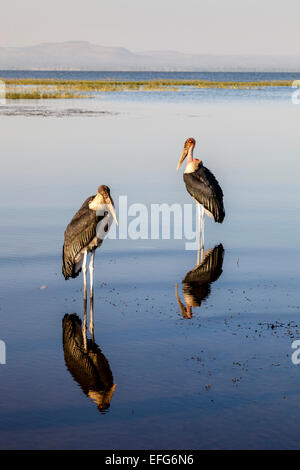 Marabou Storks (Leptoptilos Crumeniferus), Lake Hawassa, Hawassa, Ethiopia Stock Photo
