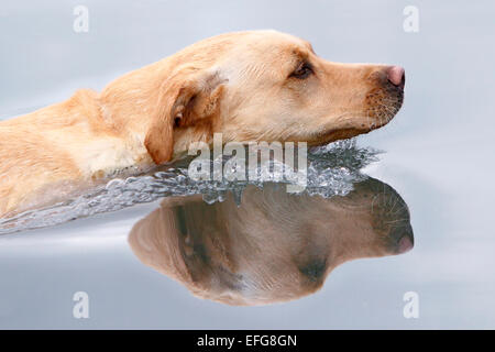 Golden labrador retriever swimming in lake, close up Stock Photo