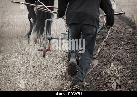 Man steering traditional shire pulling traditional plough at ploughing match Stock Photo