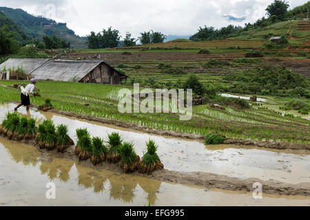 Hmong woman plants rice saplings during rainy season in Cat Cat village near Sapa, northern Vietnam Stock Photo