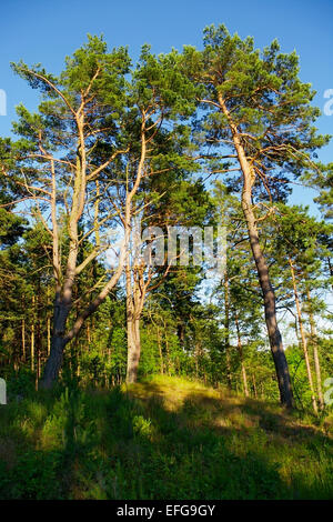 Tall scots or scotch pine trees Pinus sylvestris growing on a forest glade in a sunny summer day. Pomerania, northern Poland. Stock Photo