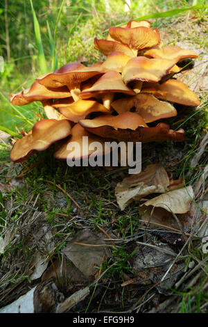 Yellow mushrooms clump growing on a tree stump. Hypholoma fasciculare, commonly known as the sulphur tuft or clustered woodlover. Stock Photo