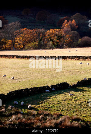Autumn landscape with sheep grazing in sunlit fields, Yorkshire Dales, England, UK Stock Photo