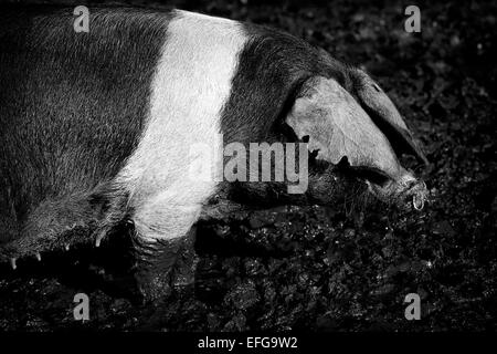 Side view of female saddleback pig in mud, black & white