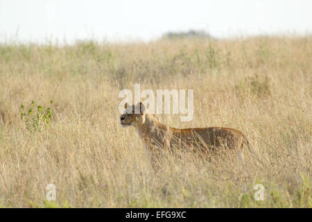 A lioness, Panthera Leo, standing in the savannah in Serengeti National Park, Tanzania Stock Photo